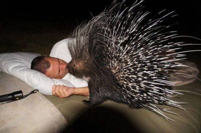 Funny Animals (43 pics)