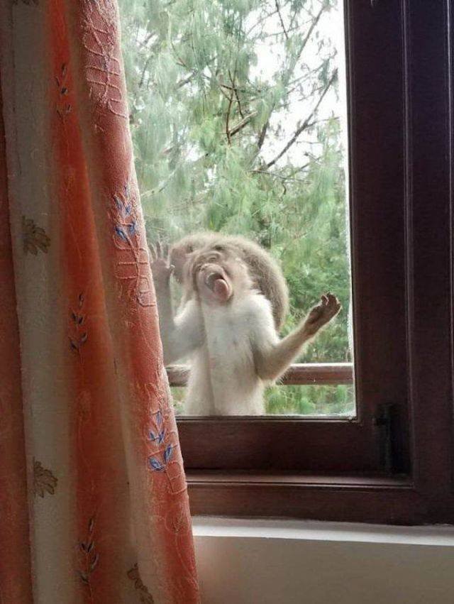 Funny Animals (43 pics)