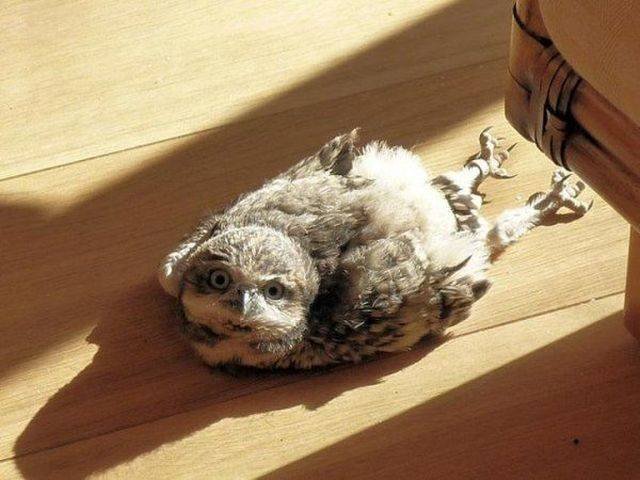 Funny Animals (43 pics)