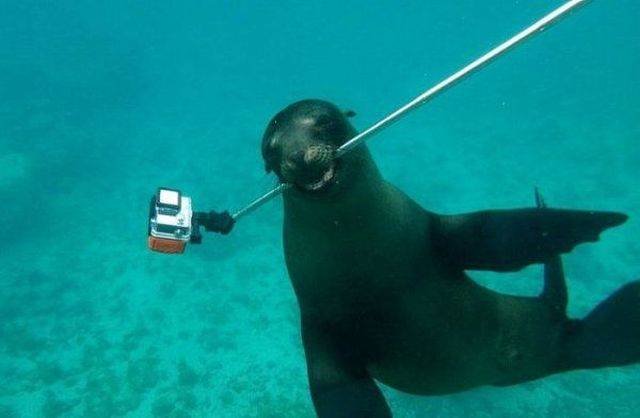 Funny Animals (43 pics)