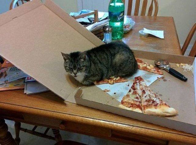 Funny Animals (43 pics)