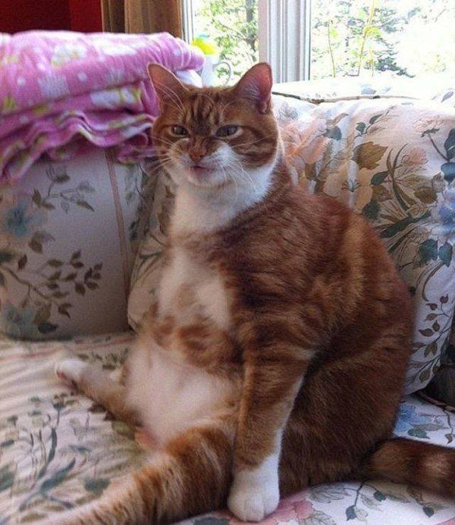 Funny Animals (43 pics)