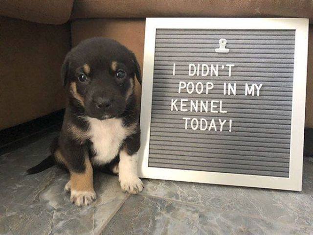 Funny Animals (43 pics)