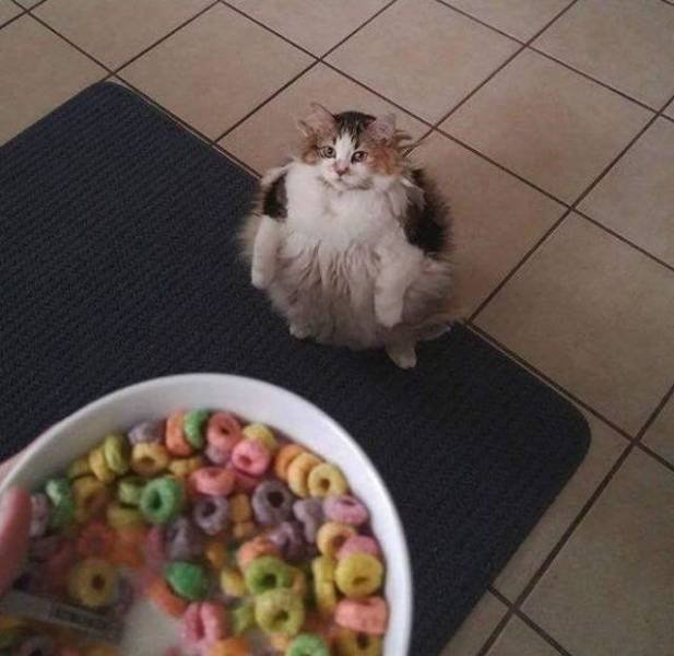Funny Animals (43 pics)
