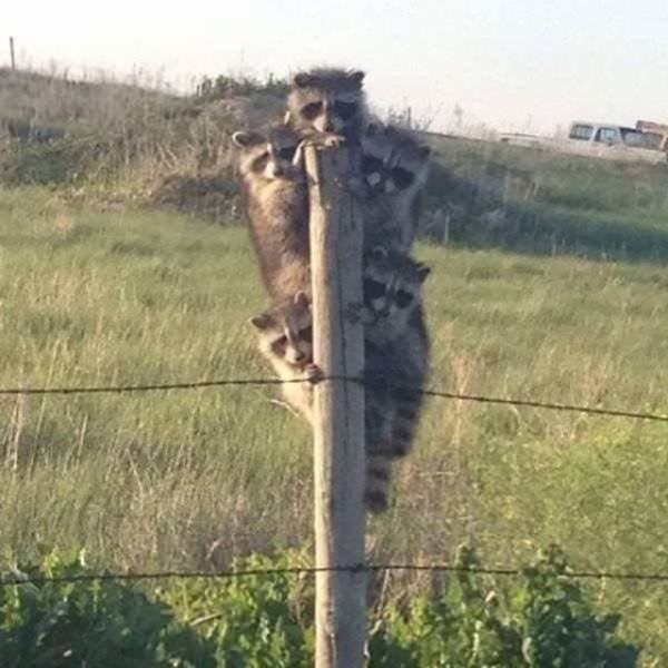 Funny Animals (43 pics)