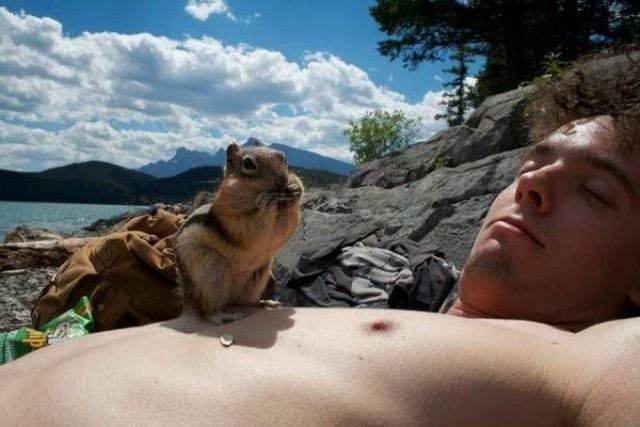Funny Animals (43 pics)