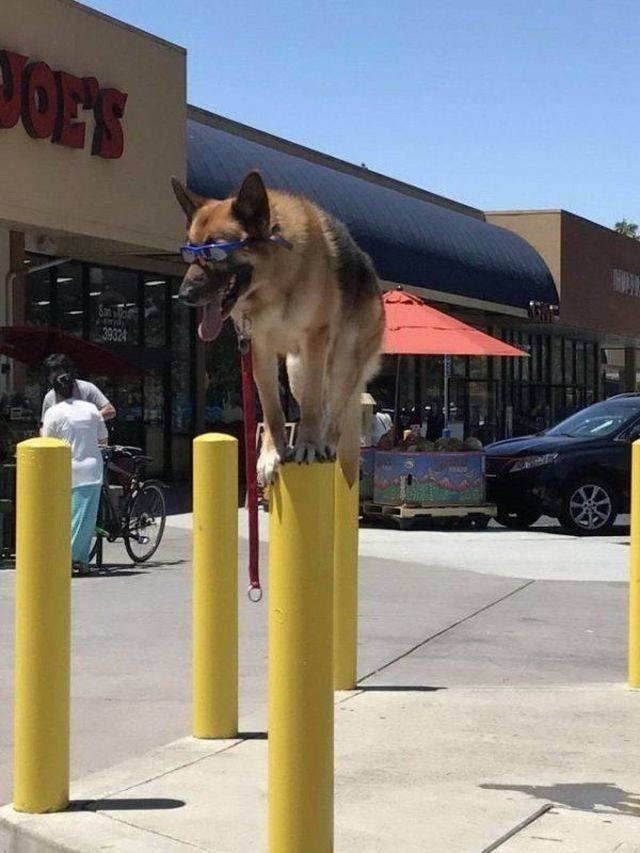 Funny Animals (43 pics)