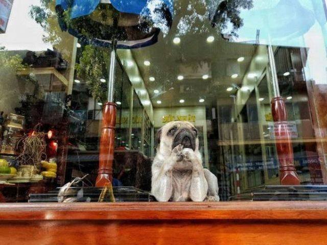 Funny Animals (43 pics)