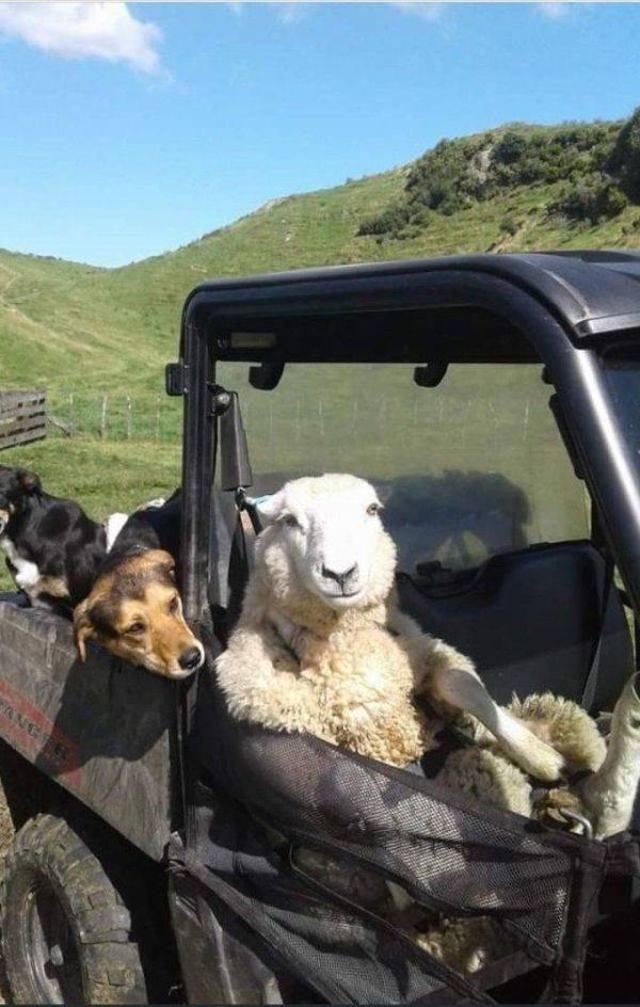Funny Animals (43 pics)