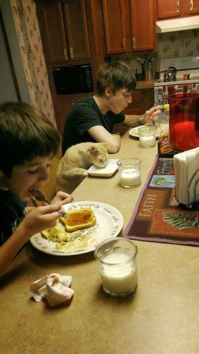 Funny Animals (43 pics)