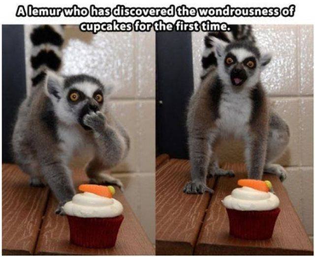 Funny Animals (43 pics)