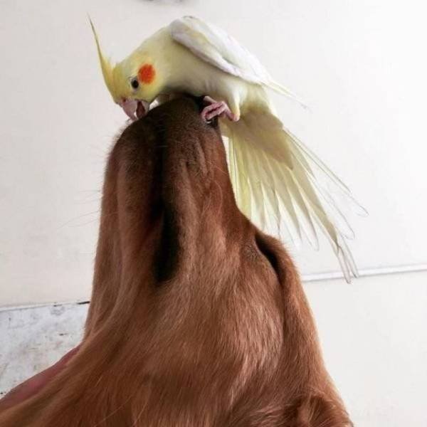 Funny Animals (43 pics)