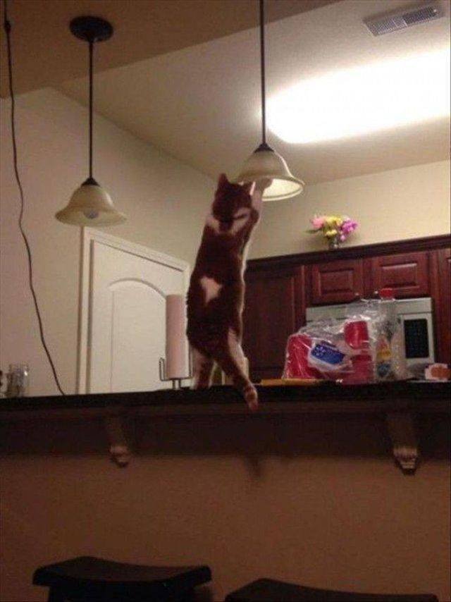 Funny Animals (43 pics)
