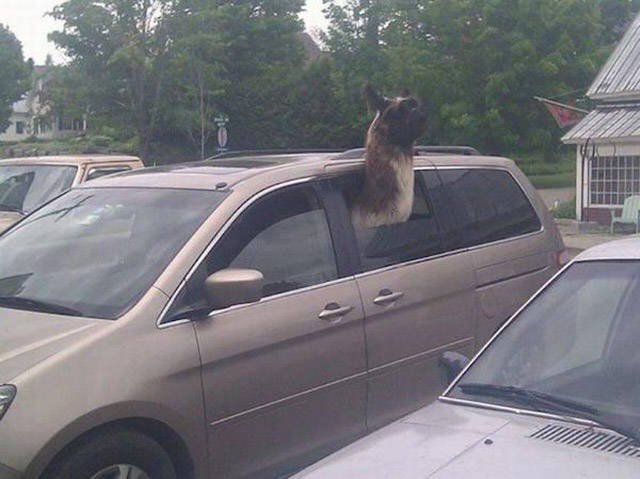 Odd Situations On The Road (32 pics)