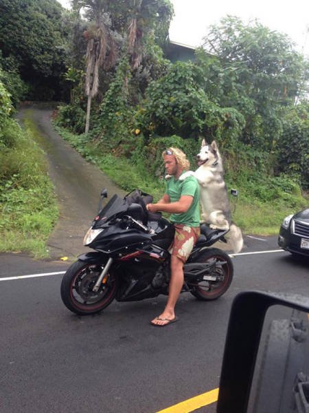 Odd Situations On The Road (32 pics)