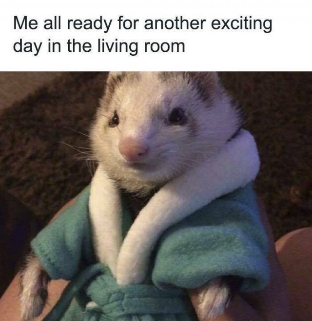 Memes About Introverts (23 pics)