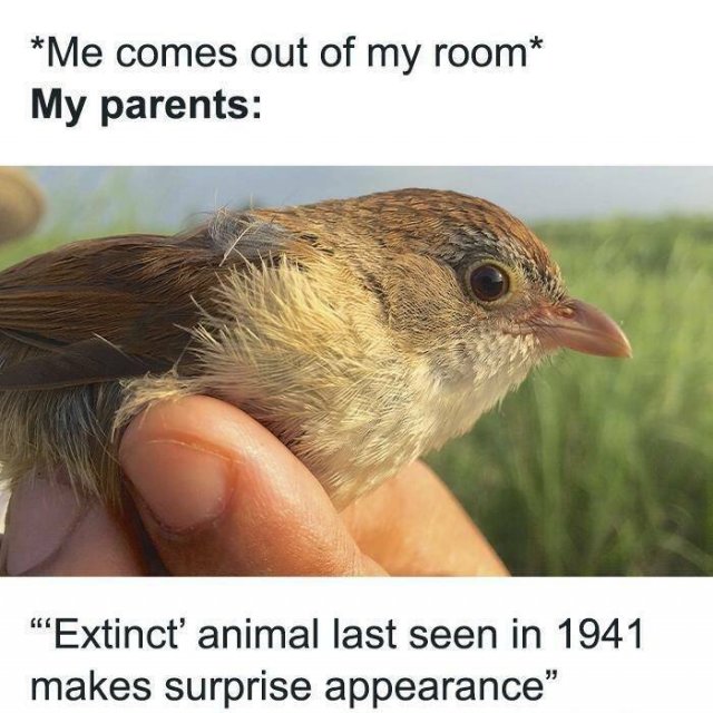 Memes About Introverts (23 pics)