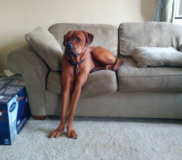 Cute And Funny Animals (75 pics)