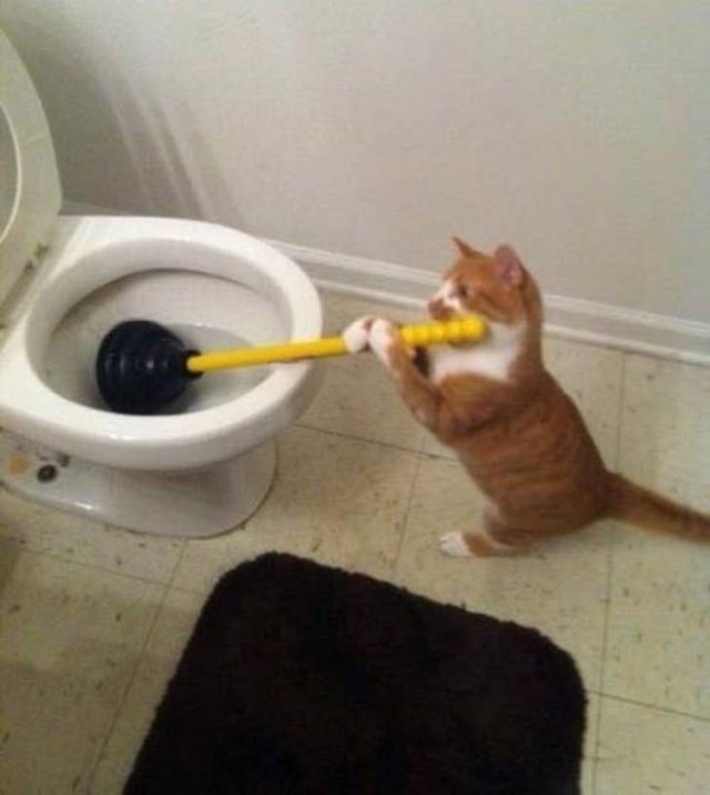 Cute And Funny Animals (75 pics)