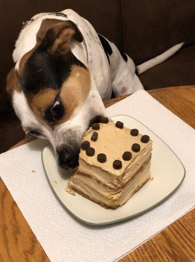 Cute And Funny Animals (75 pics)