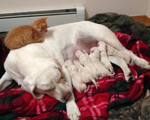 Cute And Funny Animals (75 pics)