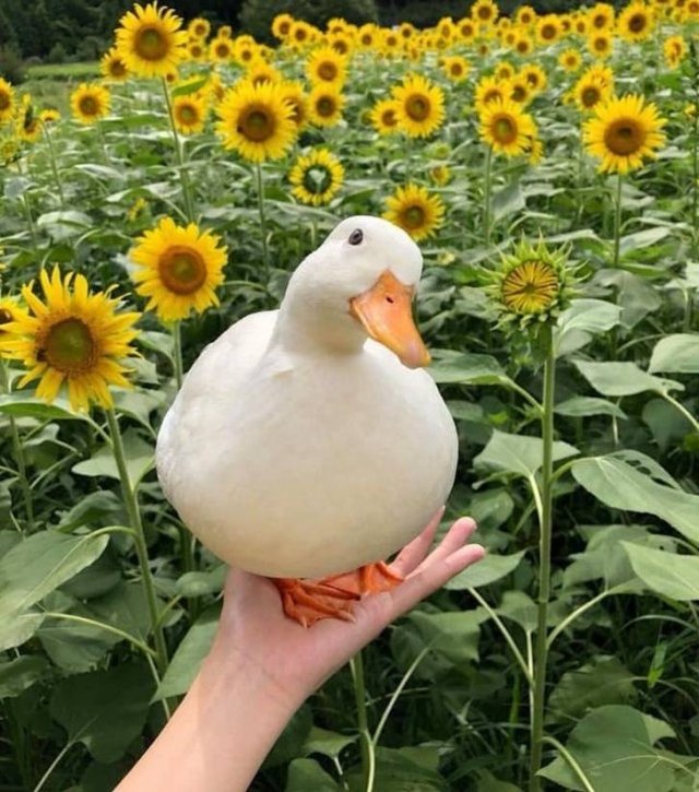 Cute And Funny Animals (75 pics)