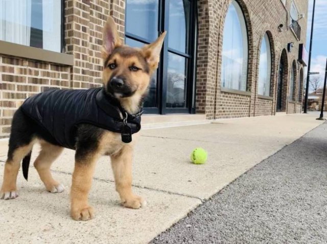 Cute And Funny Animals (75 pics)