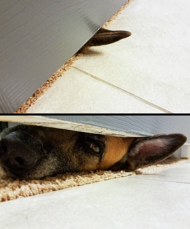 Cute And Funny Animals (75 pics)