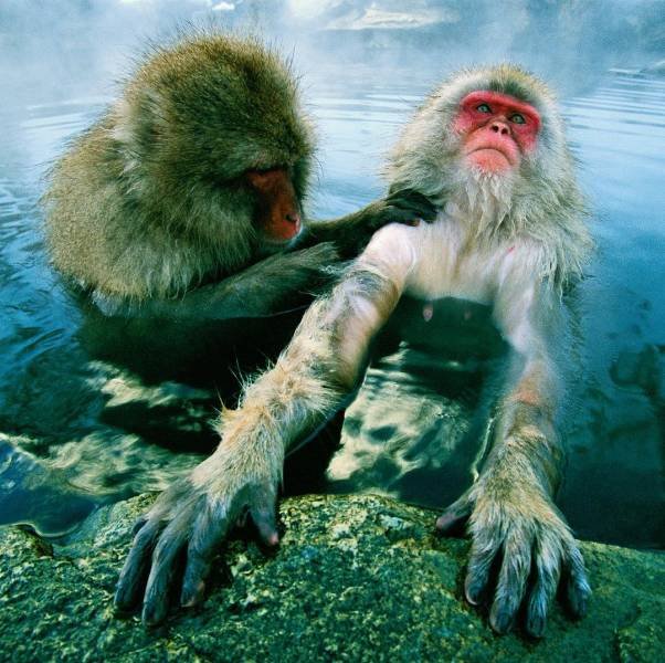 Cute And Funny Animals (75 pics)