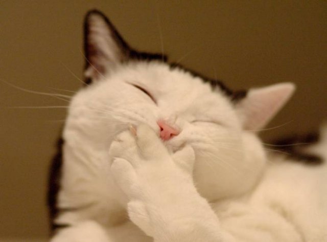 Cute And Funny Animals (75 pics)