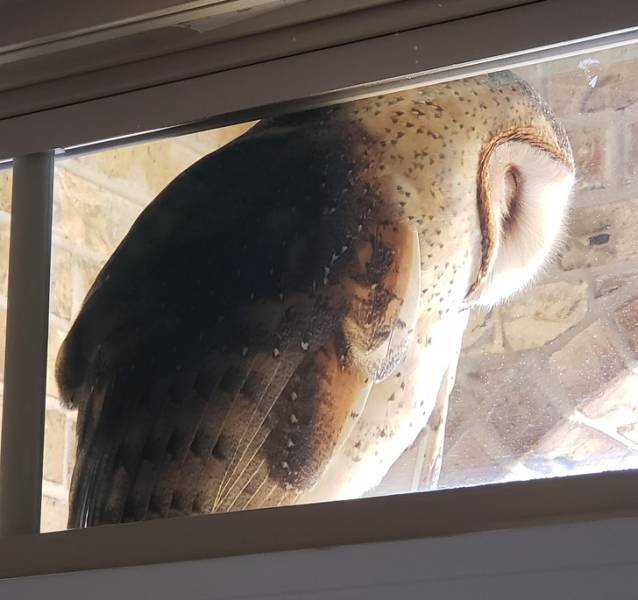 Cute And Funny Animals (75 pics)