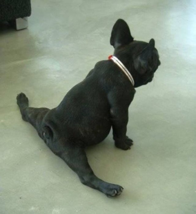 Cute And Funny Animals (75 pics)