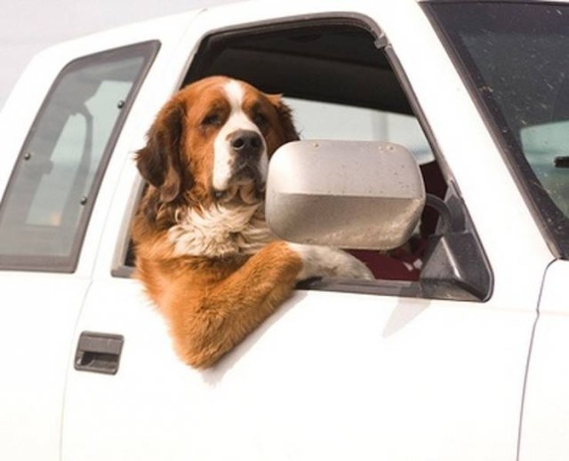 Cute And Funny Animals (75 pics)