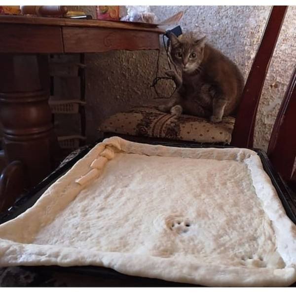 Cute And Funny Animals (75 pics)