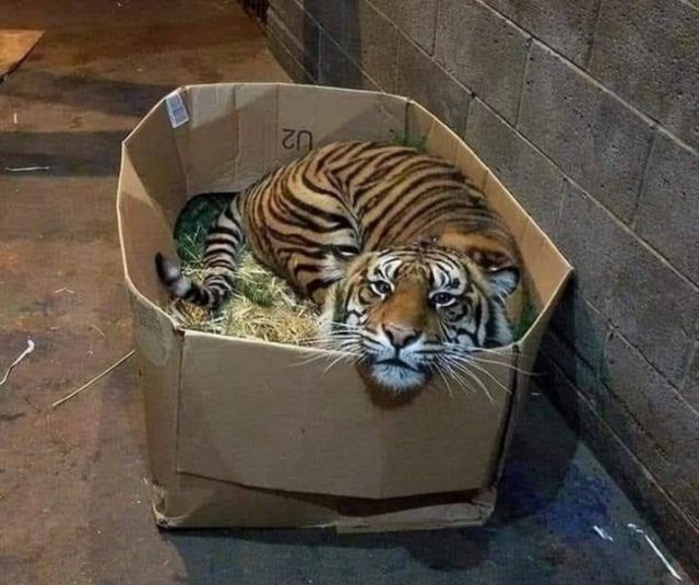 Cute And Funny Animals (75 pics)