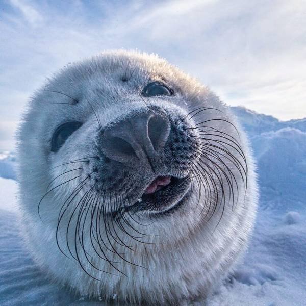 Cute And Funny Animals (75 pics)