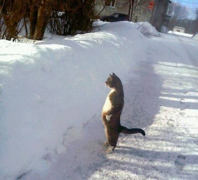 Cute And Funny Animals (75 pics)