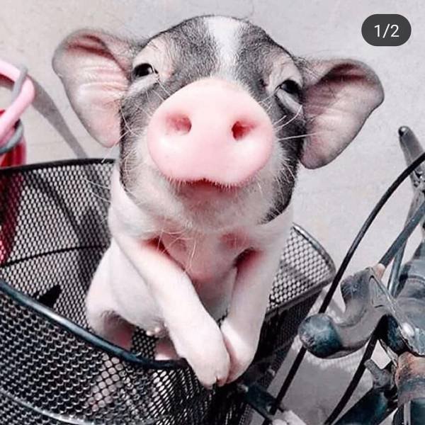 Cute And Funny Animals (75 pics)