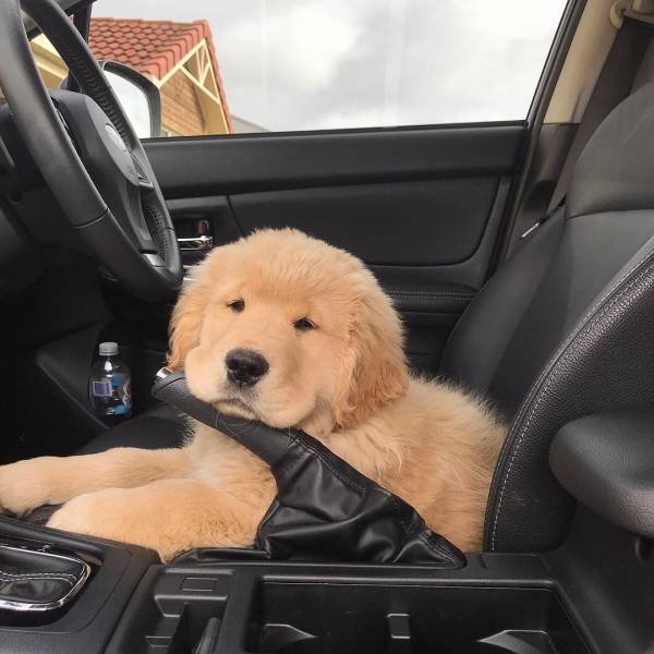 Cute And Funny Animals (75 pics)