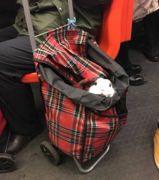 Cute And Funny Animals (75 pics)