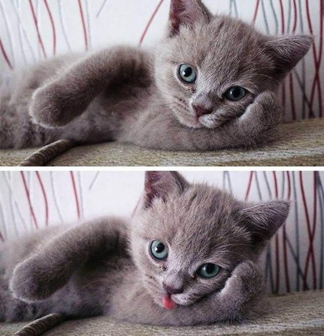 Cute And Funny Animals (75 pics)