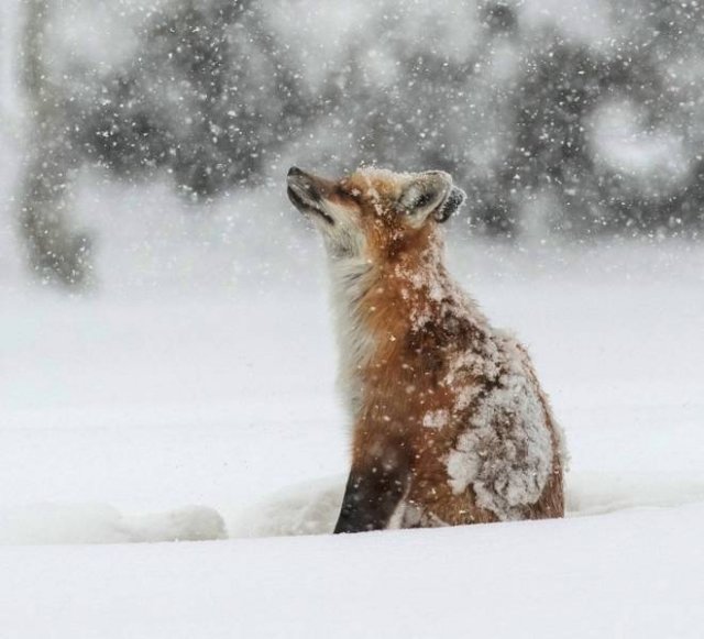 Cute And Funny Animals (75 pics)