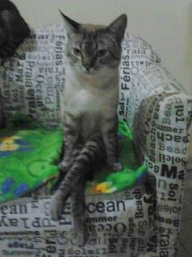 Cute And Funny Animals (75 pics)