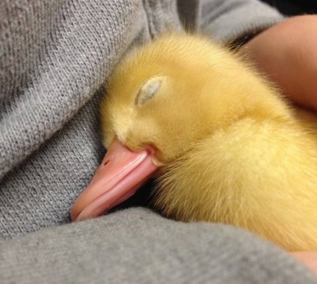 Cute And Funny Animals (75 pics)