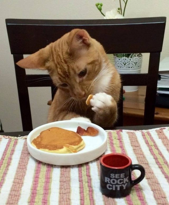 Cute And Funny Animals (75 pics)