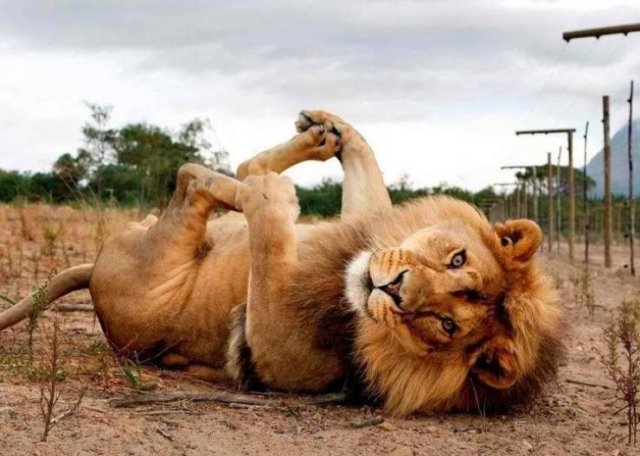 Cute And Funny Animals (75 pics)