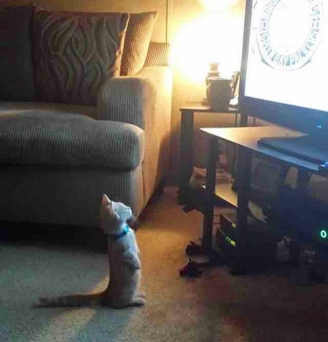 Cute And Funny Animals (75 pics)