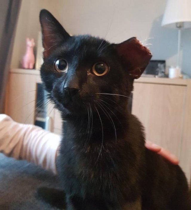 Cute And Funny Animals (75 pics)