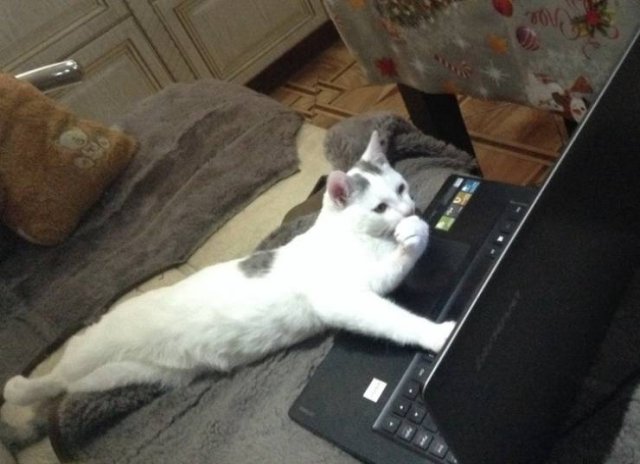 Cute And Funny Animals (75 pics)