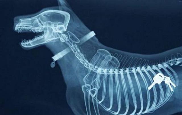 Scary X-Rays (22 pics)